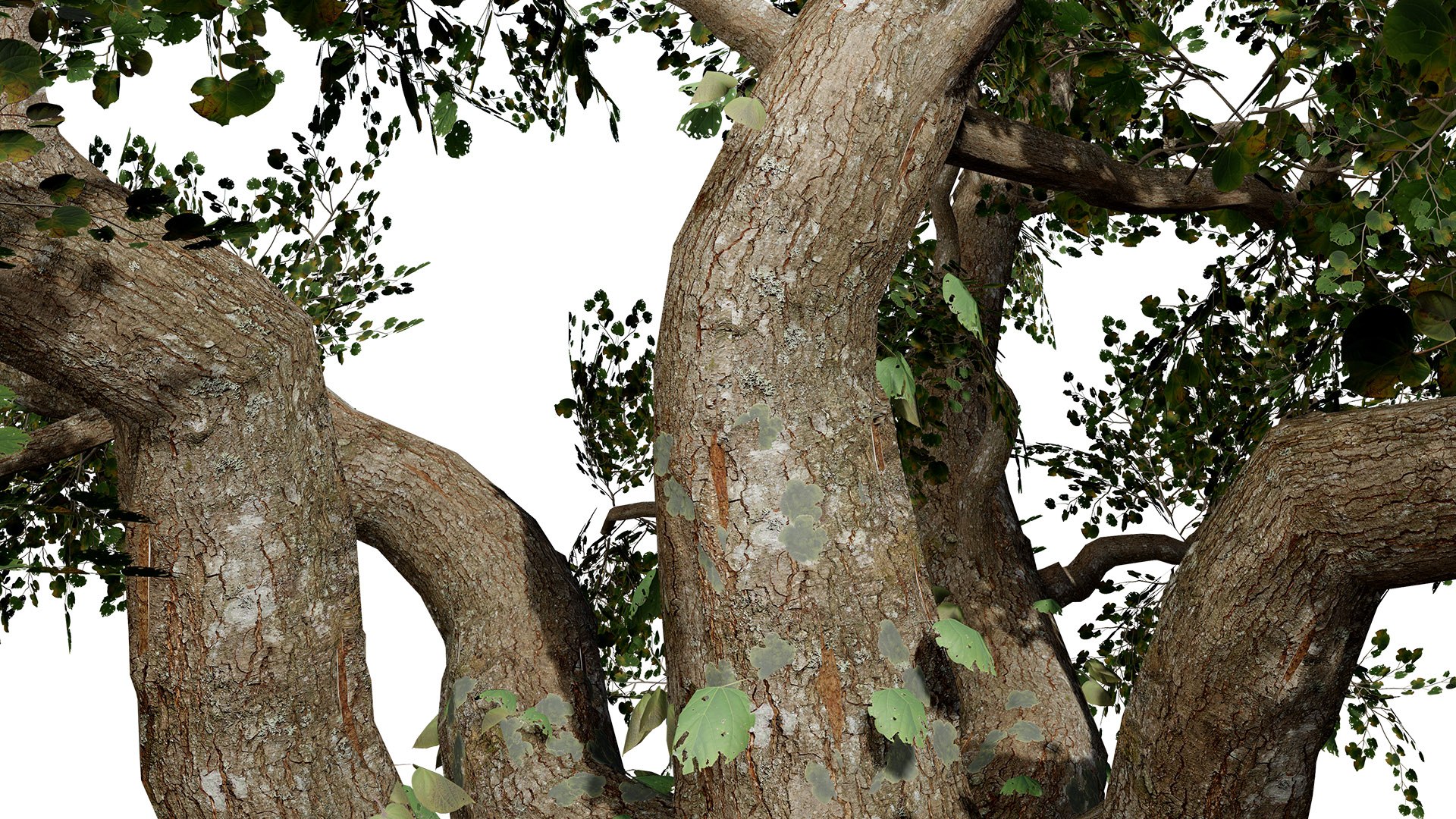 Common Star Chestnut 3D model https://p.turbosquid.com/ts-thumb/4t/gqJwAL/jX/southafricancommonstarchestnutsterculiarogersiifirstvariationz3l/jpg/1747003842/1920x1080/fit_q87/2ab84fb112b0fb22faf560dd1c5329bb2b06e14a/southafricancommonstarchestnutsterculiarogersiifirstvariationz3l.jpg