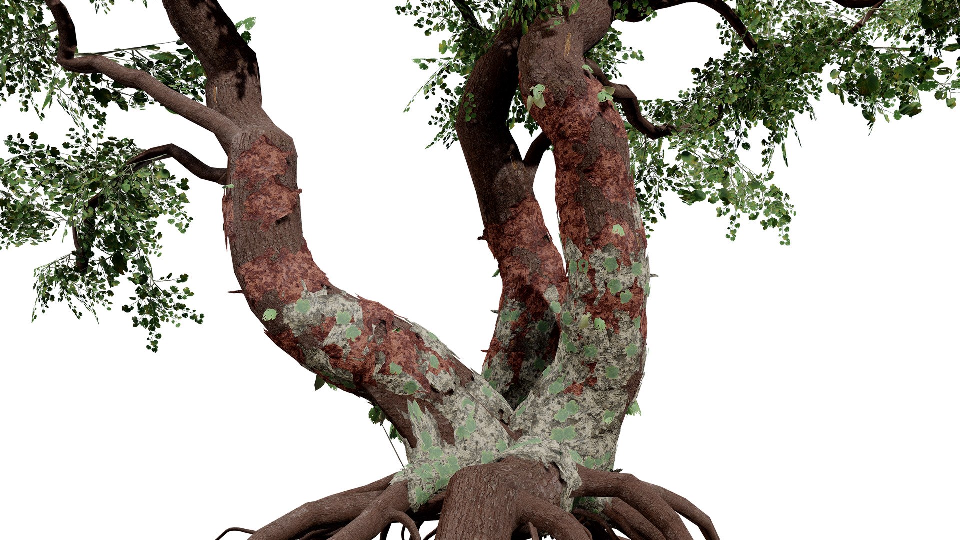 Common Star Chestnut 3D model https://p.turbosquid.com/ts-thumb/4t/gqJwAL/m2/01southafricancommonstarchestnutsterculiarogersiisecondvariationz9l/jpg/1747003832/1920x1080/fit_q87/2f68e692a23ee40536c3b16e3439ab78e157764e/01southafricancommonstarchestnutsterculiarogersiisecondvariationz9l.jpg