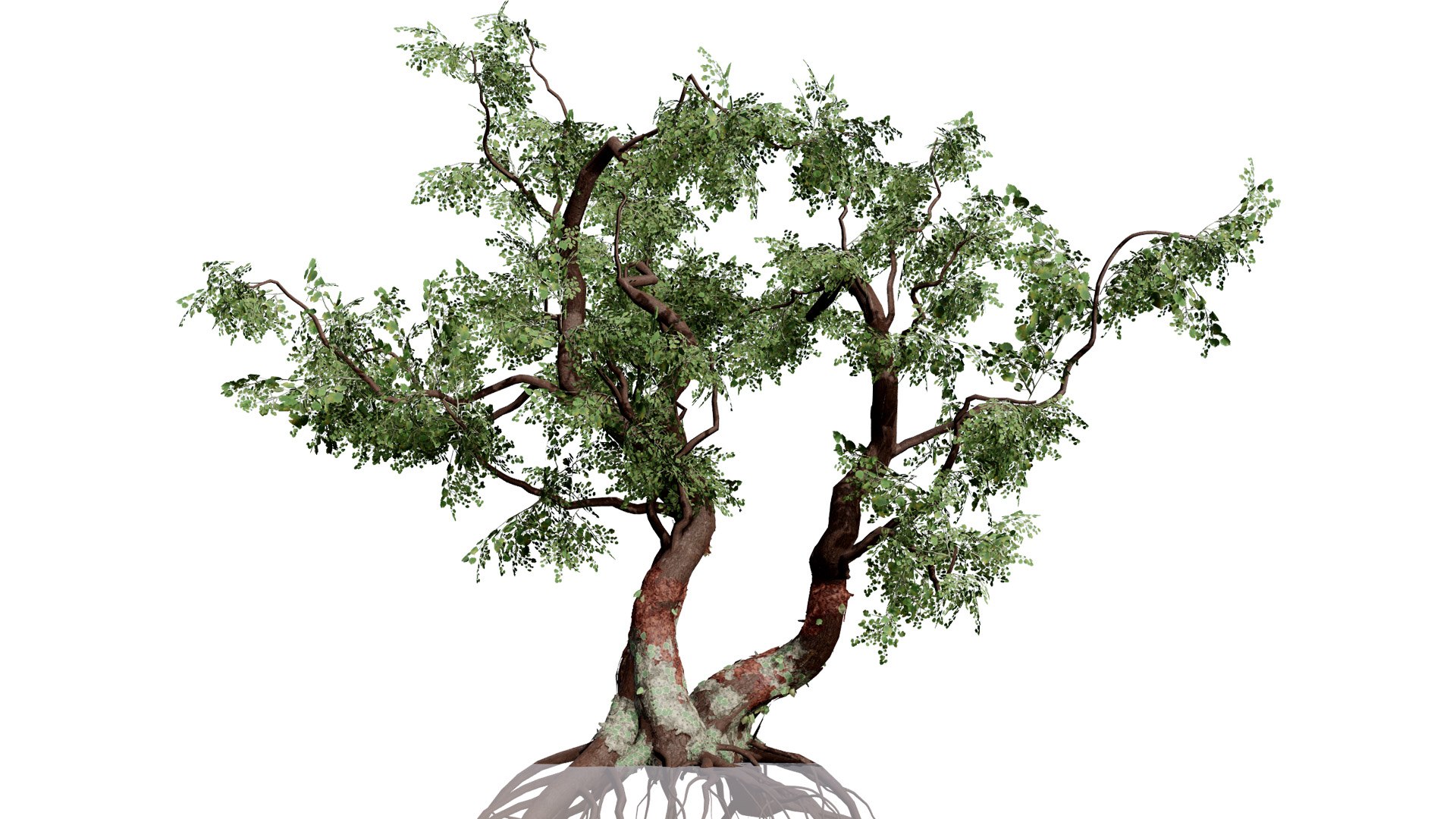Common Star Chestnut 3D model https://p.turbosquid.com/ts-thumb/4t/gqJwAL/uq/001southafricancommonstarchestnutsterculiarogersiisecondvariationl/jpg/1747003828/1920x1080/fit_q87/5e183956a92e6409134639d8837bc446fbaa0ad3/001southafricancommonstarchestnutsterculiarogersiisecondvariationl.jpg