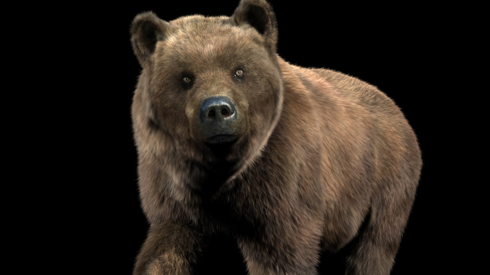 3d Bear Animation