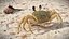 Shoreline Sand Crab Beige Moving Pose