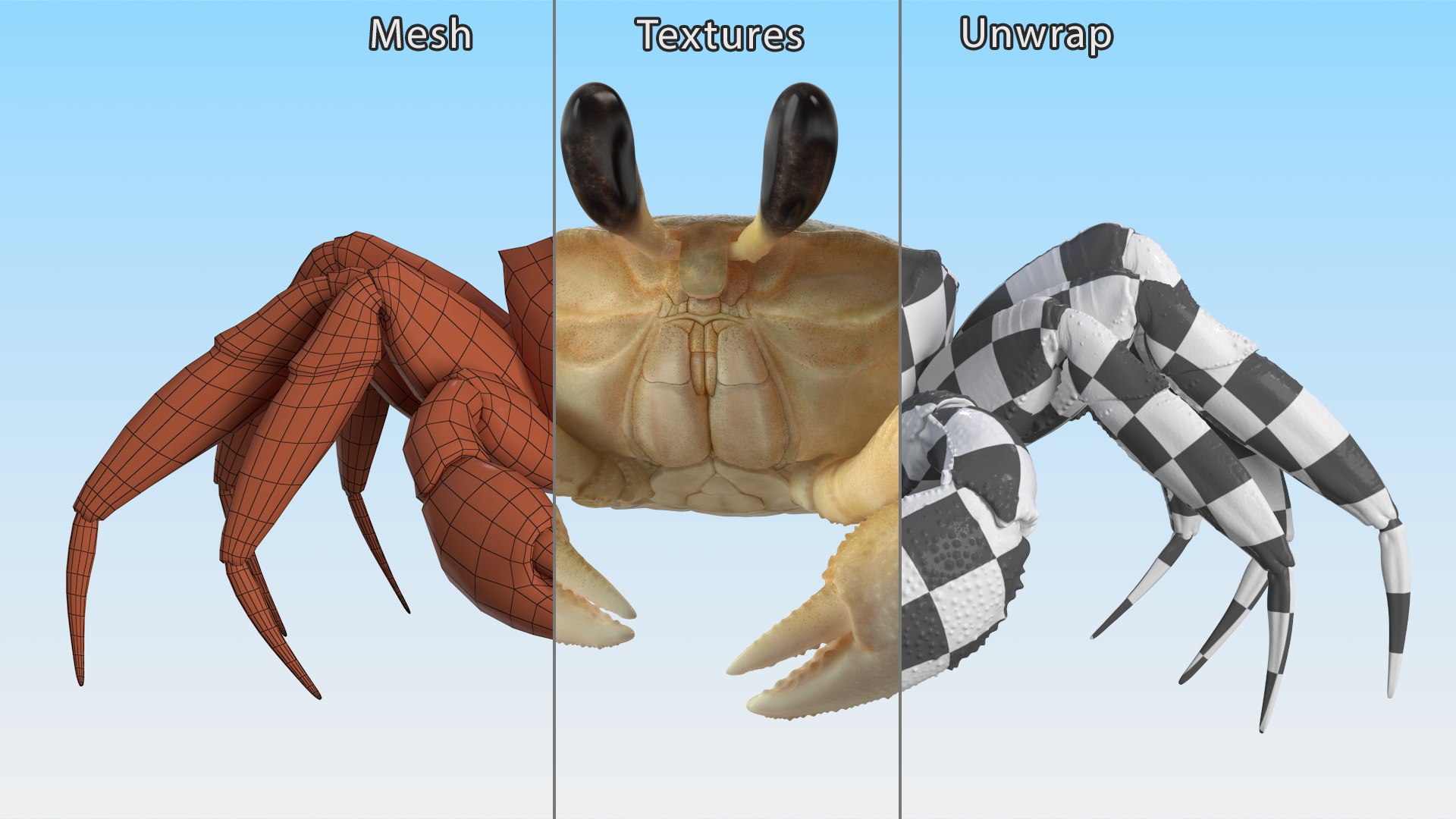 3D model Shoreline Sand Crab Beige Moving Pose https://p.turbosquid.com/ts-thumb/4t/q5v3WJ/Z6/shoreline_sand_crab_beige_moving_pose_011/jpg/1750116438/1920x1080/fit_q87/5cc94fc6805b587cb1ab5d6c6bc851e6284b0a90/shoreline_sand_crab_beige_moving_pose_011.jpg