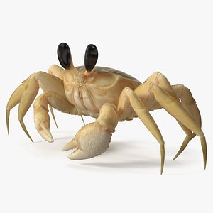 3D model Shoreline Sand Crab Beige Moving Pose