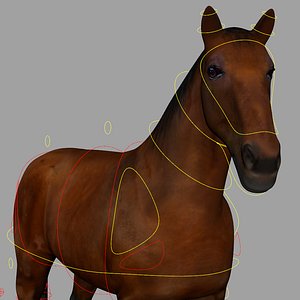 3D horse animations cycle model