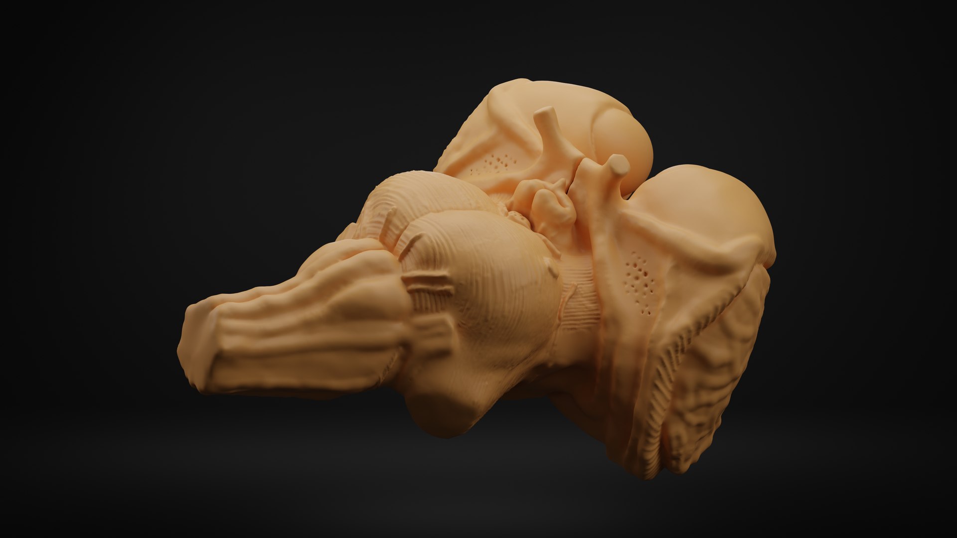 Brain stem 3D https://p.turbosquid.com/ts-thumb/4t/wURfkP/D4/5/png/1701715170/1920x1080/fit_q87/5ebf30cdeab3150b99e2ad3c39e13c6469dcba43/5.jpg