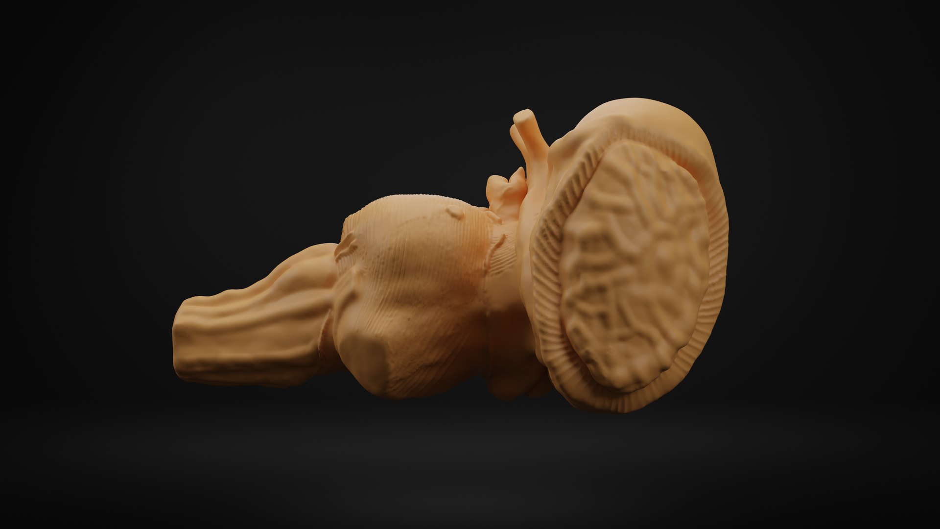 Brain stem 3D https://p.turbosquid.com/ts-thumb/4t/wURfkP/M7/4/png/1701715163/1920x1080/fit_q87/ce37e5fbdc5c90e150d8befa1ca85e10ddc54824/4.jpg