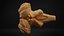 Brain stem