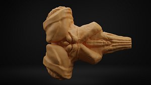 Brain stem