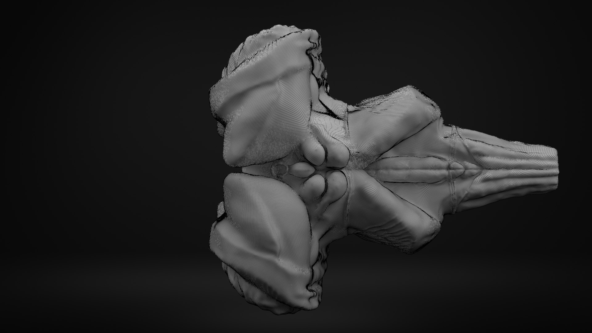 Brain stem 3D https://p.turbosquid.com/ts-thumb/4t/wURfkP/dA/wir/png/1701715156/1920x1080/fit_q87/862d4a2d3f038db87225612395af8ae8303167df/wir.jpg