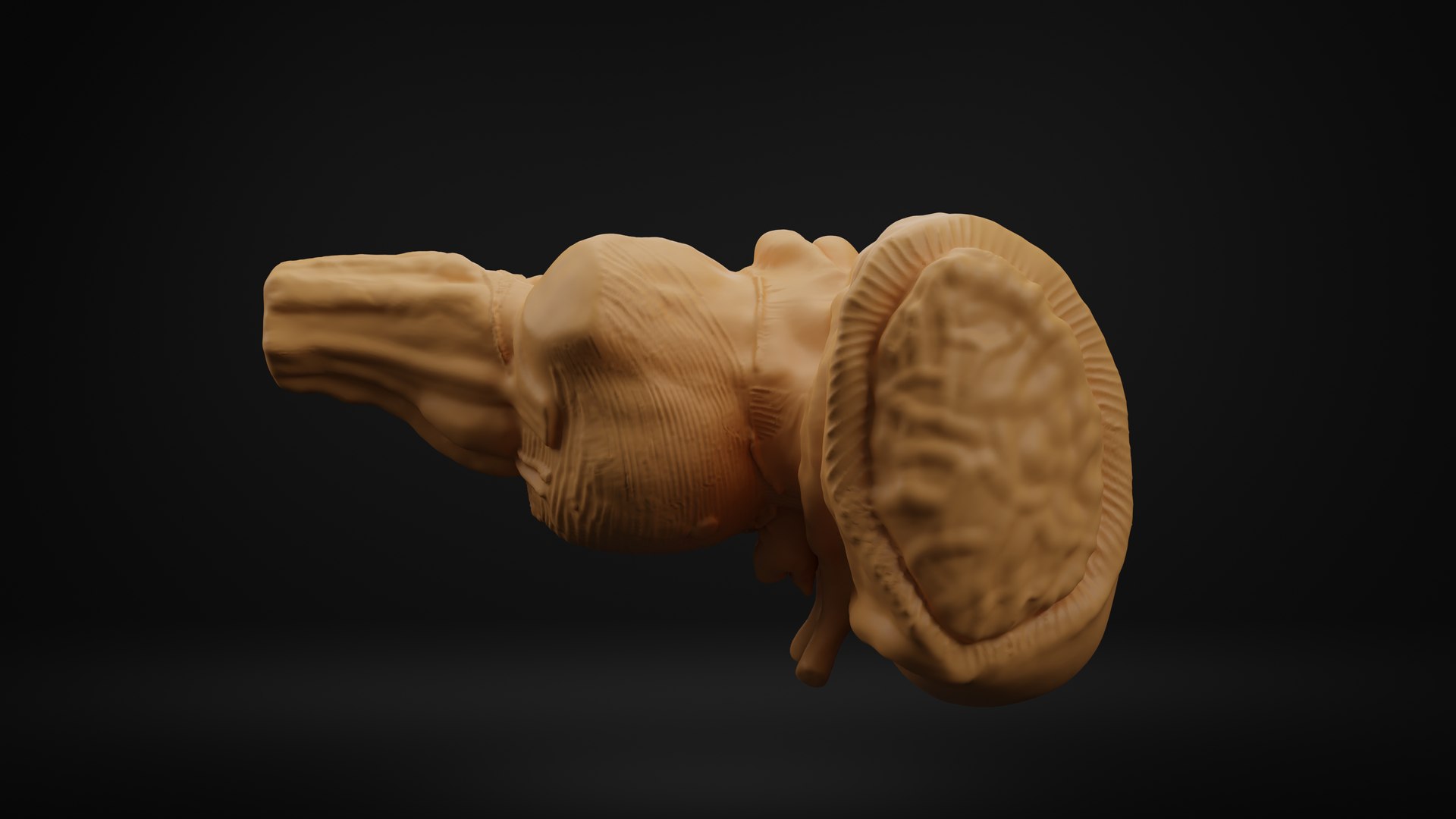 Brain stem 3D https://p.turbosquid.com/ts-thumb/4t/wURfkP/pV/3/png/1701715150/1920x1080/fit_q87/503501e2407d04f0e87815cf3c417bdb247398b9/3.jpg