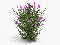 Petite Plum Dwarf Butterfly Bush(361)