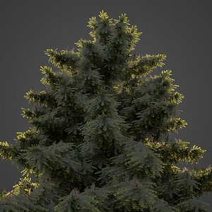 tree nature conifer 3D model