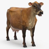 Cattle Cow