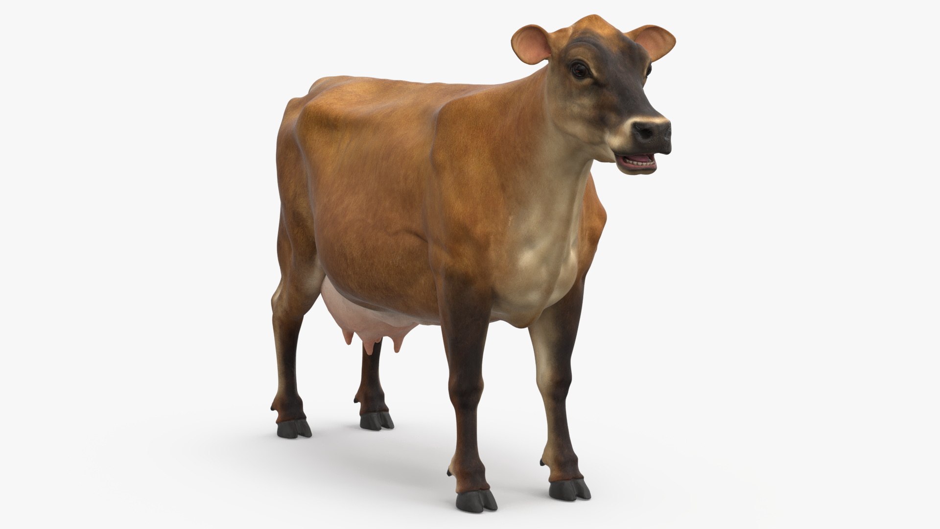 Cattle Cow 3D model preview