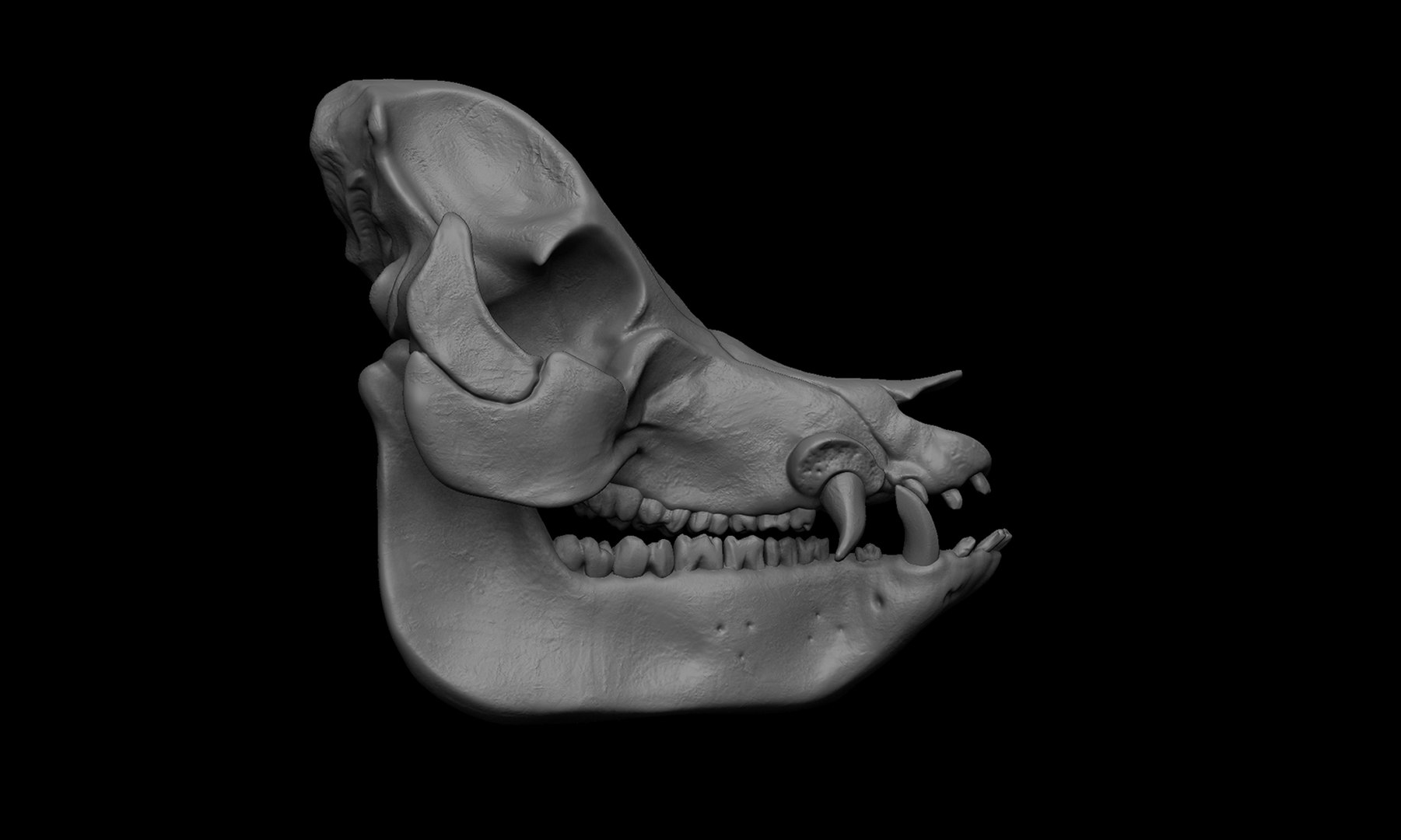 Pig Skull 3D Model - TurboSquid 1898530