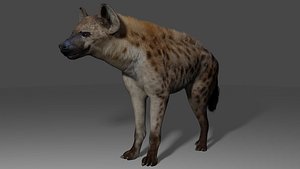 Spotted Hyena Animated Game Ready 3D model