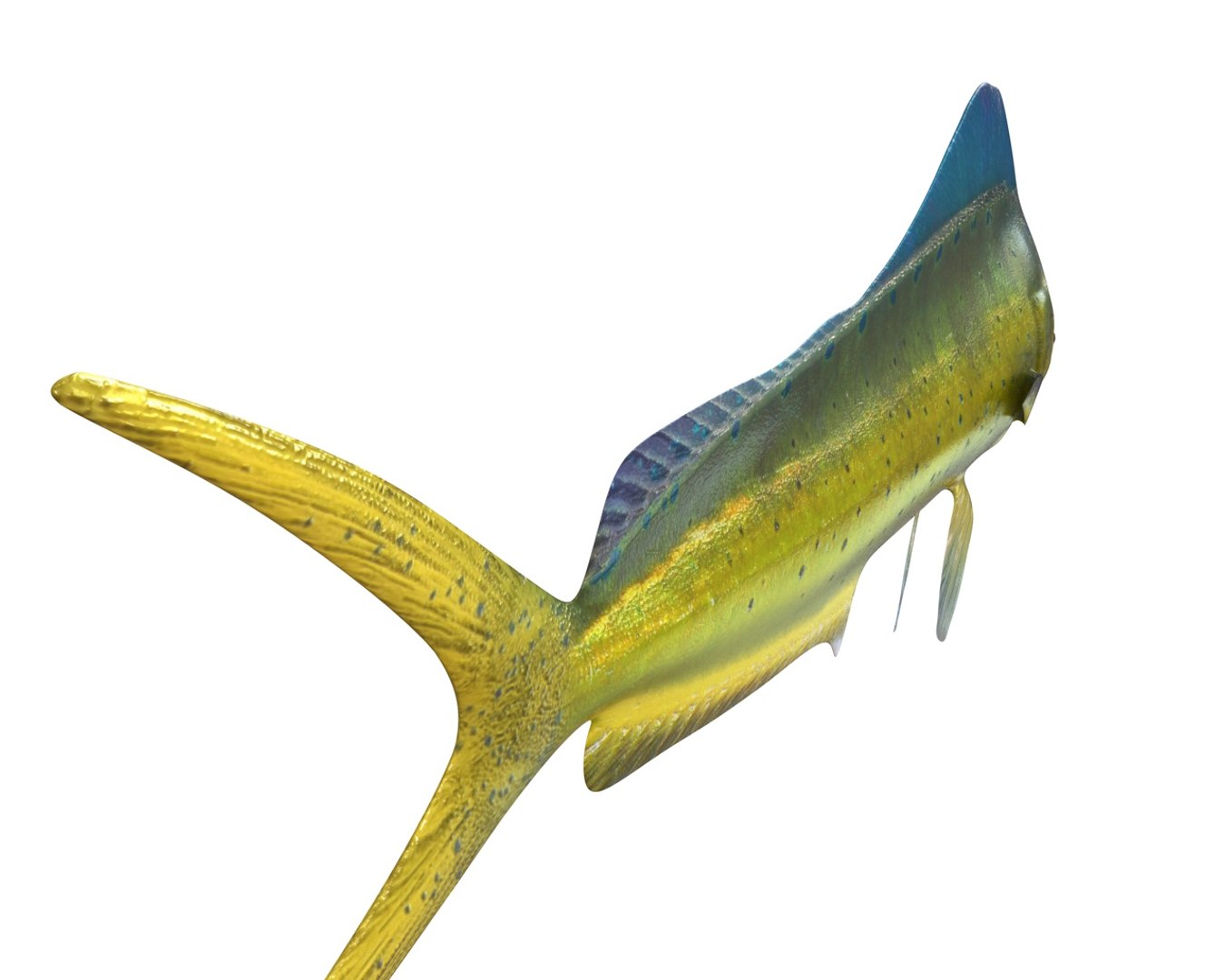 Fish Model - TurboSquid 1551938