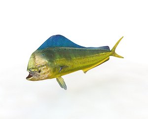 fish model