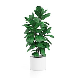 Potted Ficus Tree