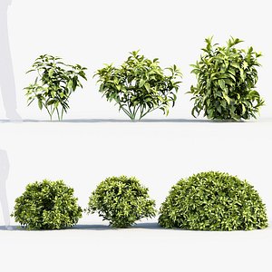 Aucuba japonica Japanese laurel 3D model