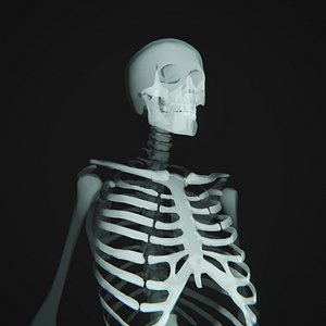 Human Xray Animated 3D model