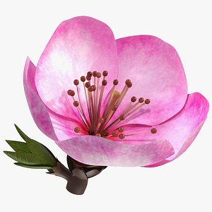 3D model sakura pink flower