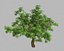 Sharp leaves - Tree 33