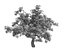 Sharp leaves - Tree 33