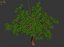 Sharp leaves - Tree 33