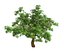 Sharp leaves - Tree 33