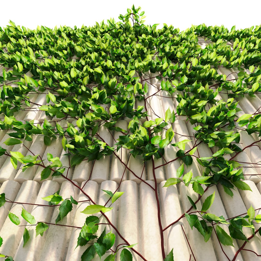 3D Wild grapes on the wall https://p.turbosquid.com/ts-thumb/4u/oMTmEW/7X/maidengrape4/jpg/1765538925/1920x1080/fit_q87/f25f27988a47377994304f1198fabed5c657c05e/maidengrape4.jpg