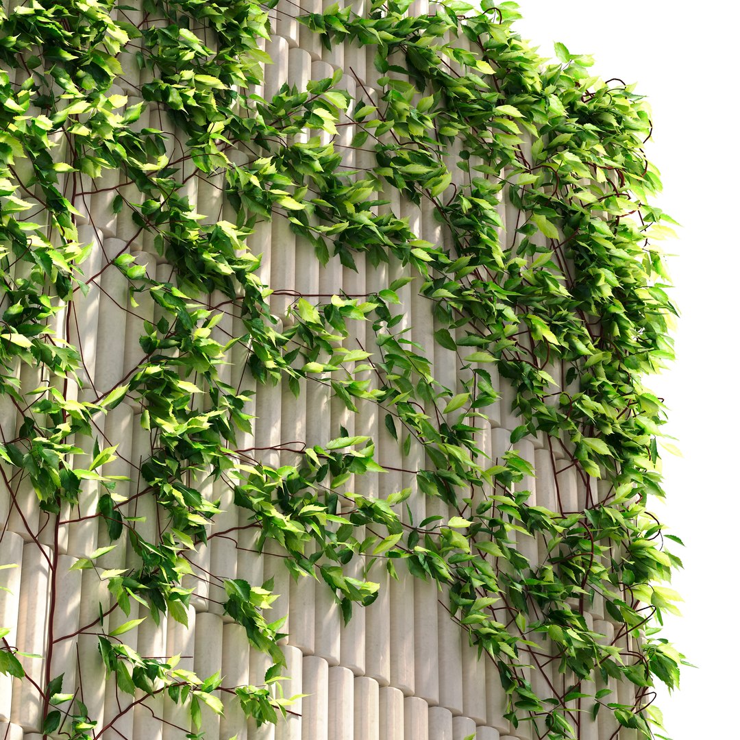 3D Wild grapes on the wall https://p.turbosquid.com/ts-thumb/4u/oMTmEW/7s/maidengrape2/jpg/1765538925/1920x1080/fit_q87/80933de5cf3d8ddad63d71c6be5eb27981ca7261/maidengrape2.jpg