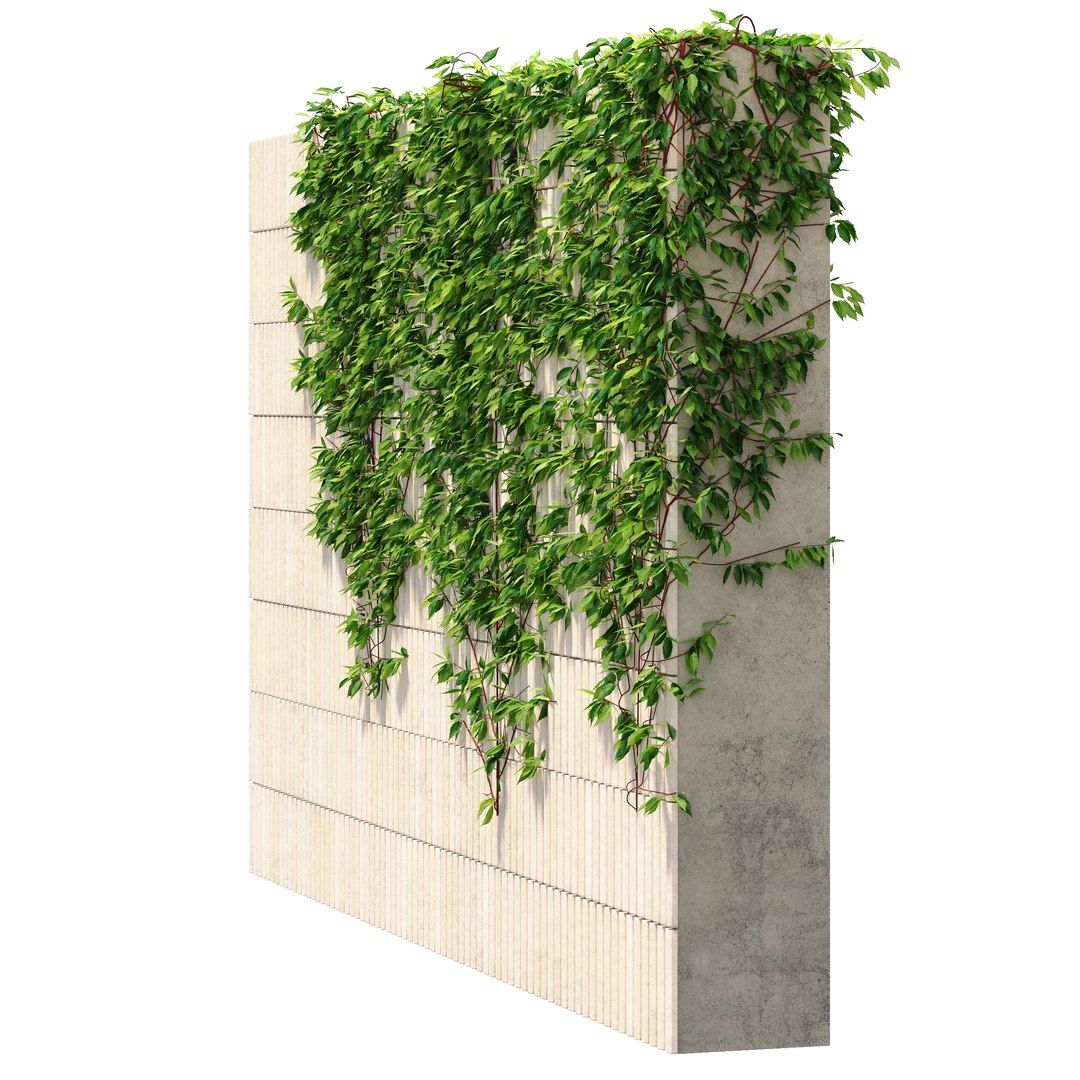3D Wild grapes on the wall https://p.turbosquid.com/ts-thumb/4u/oMTmEW/AF/maidengrape3/jpg/1765538925/1920x1080/fit_q87/a87cf61af55b155d4a03a2cb6070a6ef5b0576cf/maidengrape3.jpg