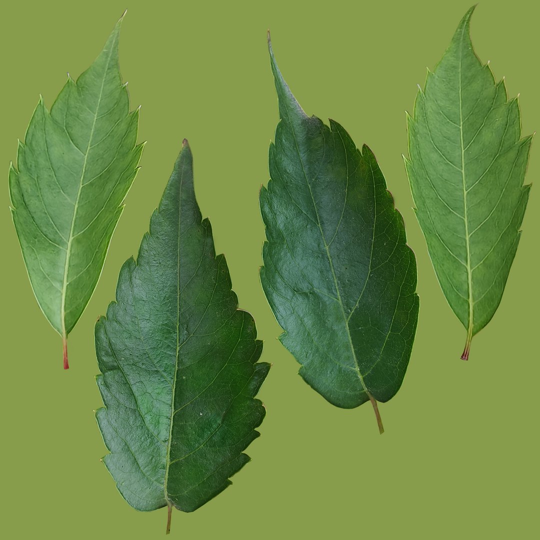 3D Wild grapes on the wall https://p.turbosquid.com/ts-thumb/4u/oMTmEW/Pg/maidengrapediff/jpg/1765539432/1920x1080/fit_q87/913a288594259538ed3b8b639a6144d40f0c6831/maidengrapediff.jpg