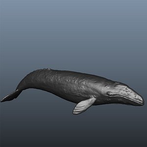 maya scan grey whale maquette