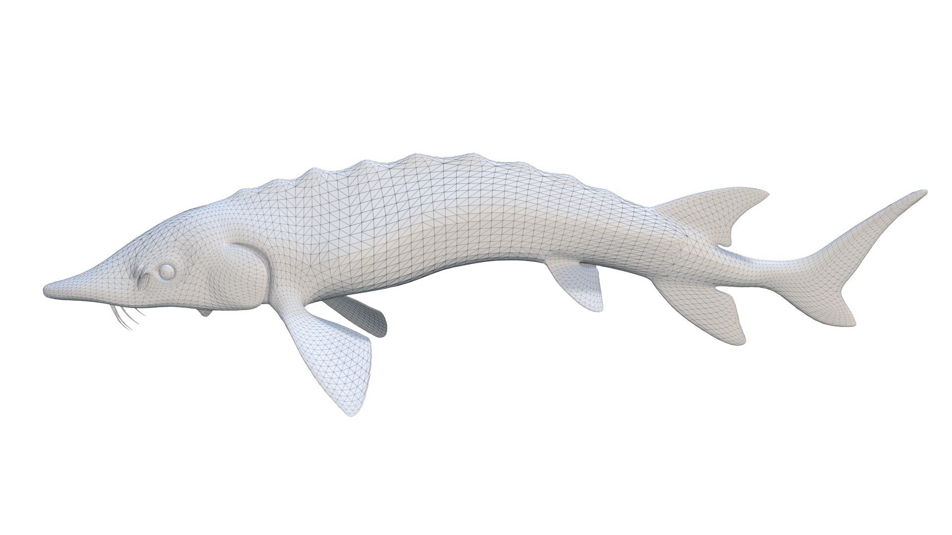 3D Acipenser Dabryanus 3D Model Model - TurboSquid 2313633