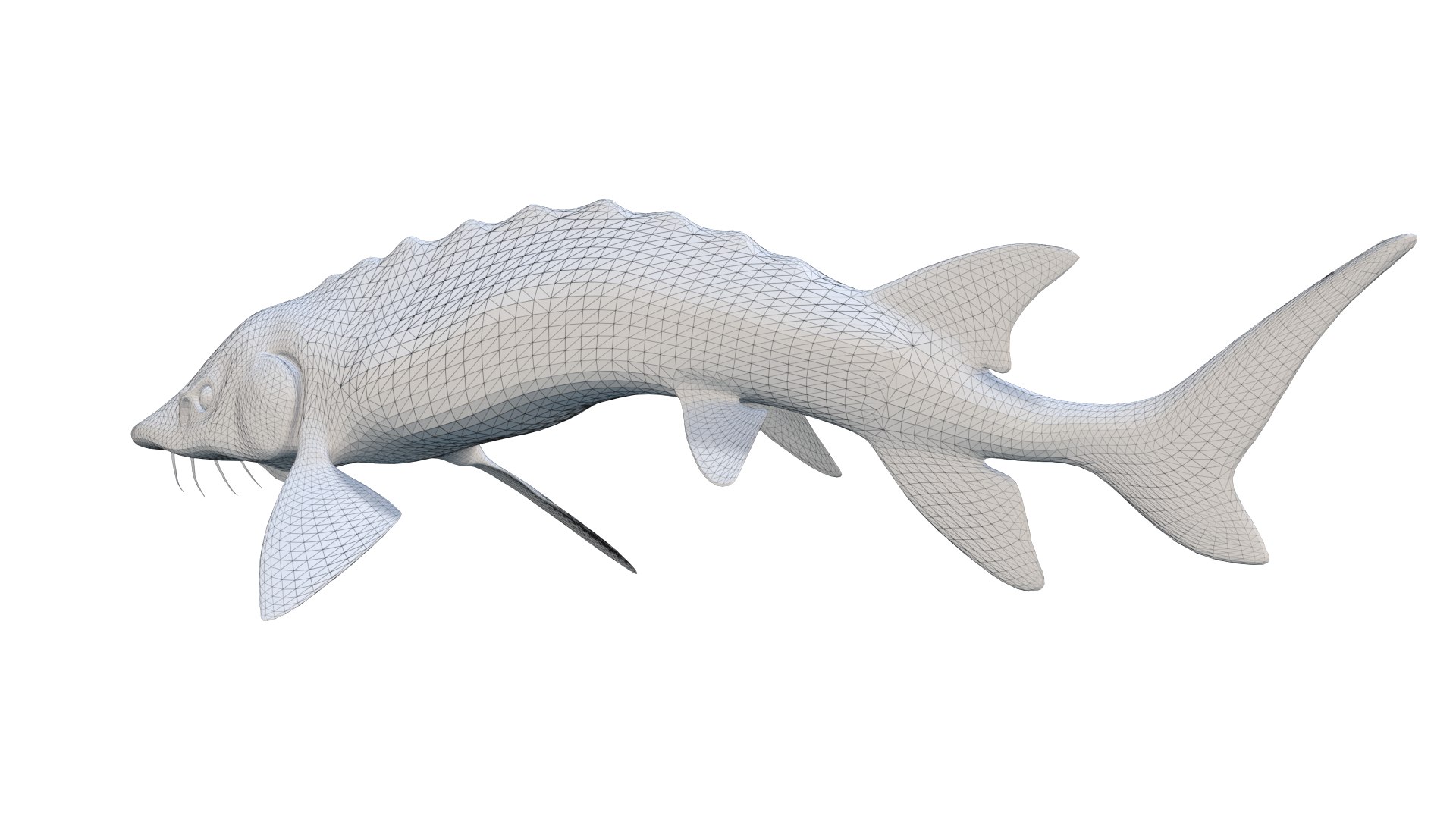 3D Acipenser Dabryanus 3D Model Model - TurboSquid 2313633