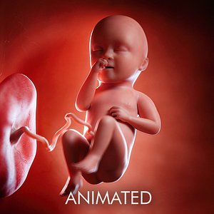 fetus week 34 3D model