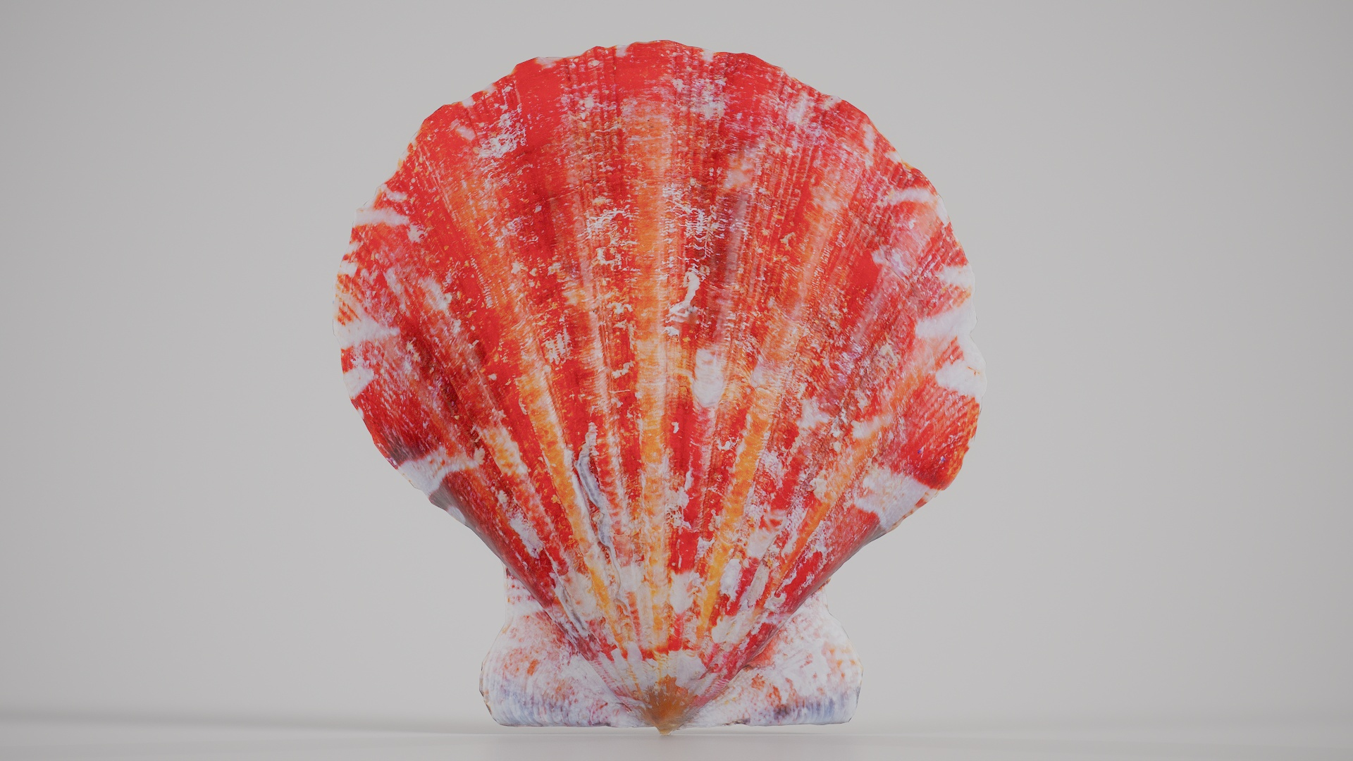 Red Pecten Scallop Chlamys Rubida Shell 15 3D https://p.turbosquid.com/ts-thumb/4u/vHl2U8/AU/red_pecten_scallop_chlamys_rubida_shell_15_z_turntable/jpg/1766562980/1920x1080/turn_fit_q99/4430ec5b3f93ab642e47f73872550582d0422c34/red_pecten_scallop_chlamys_rubida_shell_15_z_turntable-1.jpg