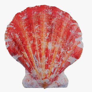 Red Pecten Scallop Chlamys Rubida Shell 15