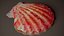 Rote Pecten-Jakobsmuschel Chlamys Rubida Shell 15