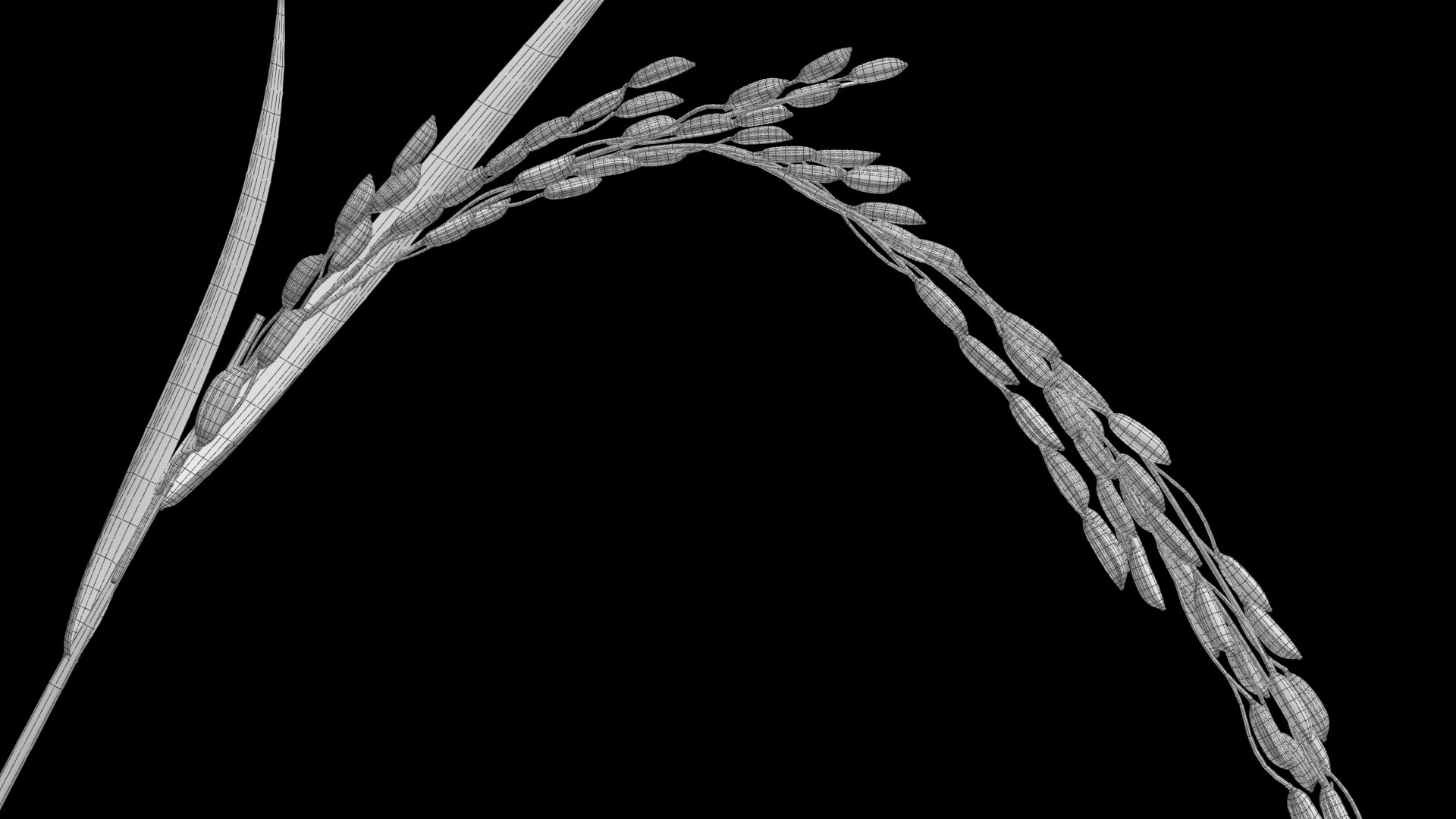 3D Oryza Rice - TurboSquid 1696294