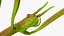 Phasmatodea Stick Insect Rigged