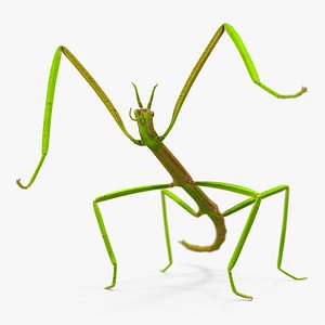 phasmatodea stick insect rigged model