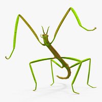 Phasmatodea Stick Insect Rigged