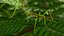 Phasmatodea Stick Insect Rigged