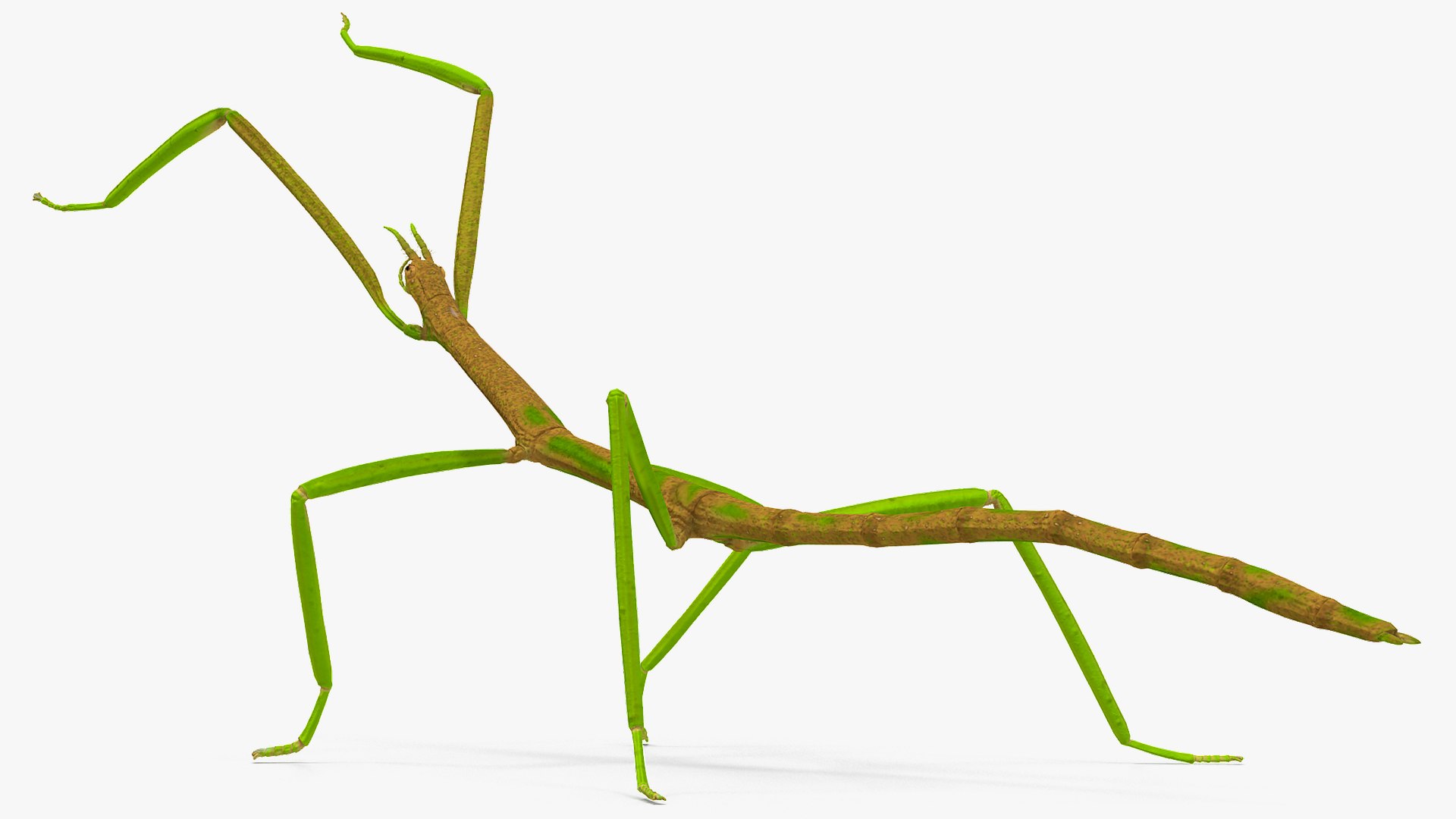 phasmatodea stick insect rigged model https://p.turbosquid.com/ts-thumb/4v/7HVnmd/X06mB3Xa/phasmatodeastickinsectriggedc4dmodel012/jpg/1579164610/1920x1080/fit_q87/ecce3983a32c35936edb36fdce5b6c50a526718d/phasmatodeastickinsectriggedc4dmodel012.jpg