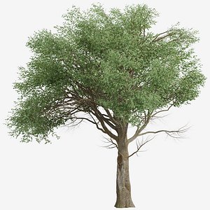 Set of American Elm or Ulmus Americana Tree -2 Trees 3D model