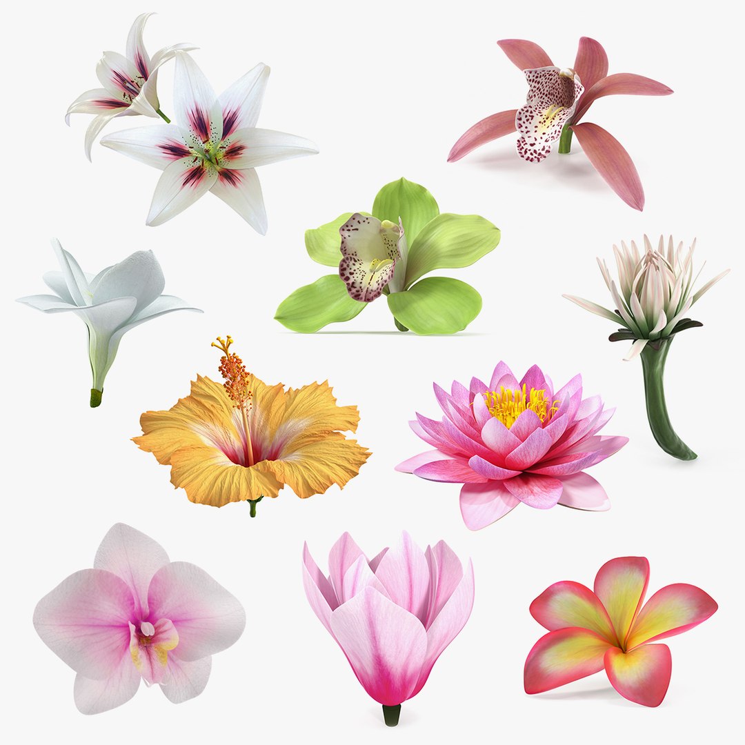 Flowers Collection 13 3D model preview