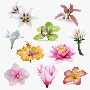 3D Flowers Collection 13